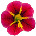 Calibrachoa PortuCal Patio Bicolor Cherry